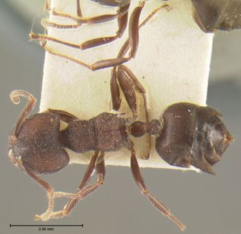 Media type: image; Entomology 8948   Aspect: habitus dorsal view
